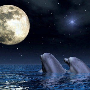 dolphinswithmoon